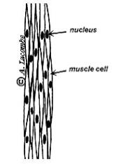 What are the three types of muscle tissues? Identify the characteristics based on the diagram below.