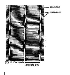 present striations absent Nuclei Location: several nuclei present on edges of cell one nucleus in center