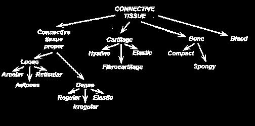 Tutorial Notes Part 2: Connective Tissue http://www.zoology.ubc.ca/~lacombe/biomania/tutorial/tuthisto/ct01.htm 1. Connective tissues are the most of the primary four tissues. 2. How are connective tissues different from epithelial tissue?