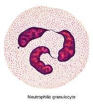 Neutrophils: Are called also polymorphonuclear