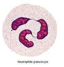 These cells circulate in the blood in a resting state but with appropriate activation they leave the blood and enter the tissues where they become highly motile, phagocytic cells and their primary