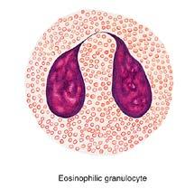 Eosinophils: they form only 2-4% of total WBC count. They have a characteristic bilobed nucleus. Their main feature is the presence of many large & elongated granules that are stained by eosin.