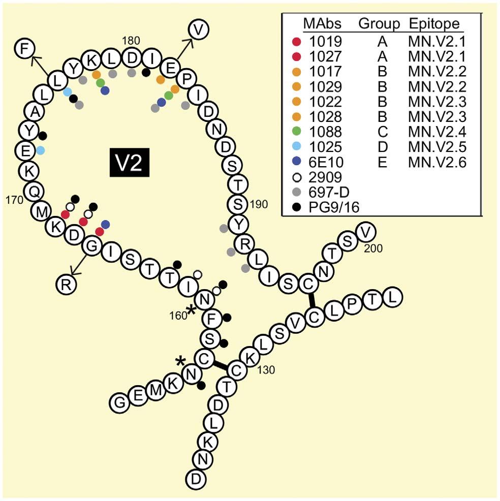 Figure 6. Location of amino acids critical for the binding of monoclonal antibodies to the V2 domain of gp120.