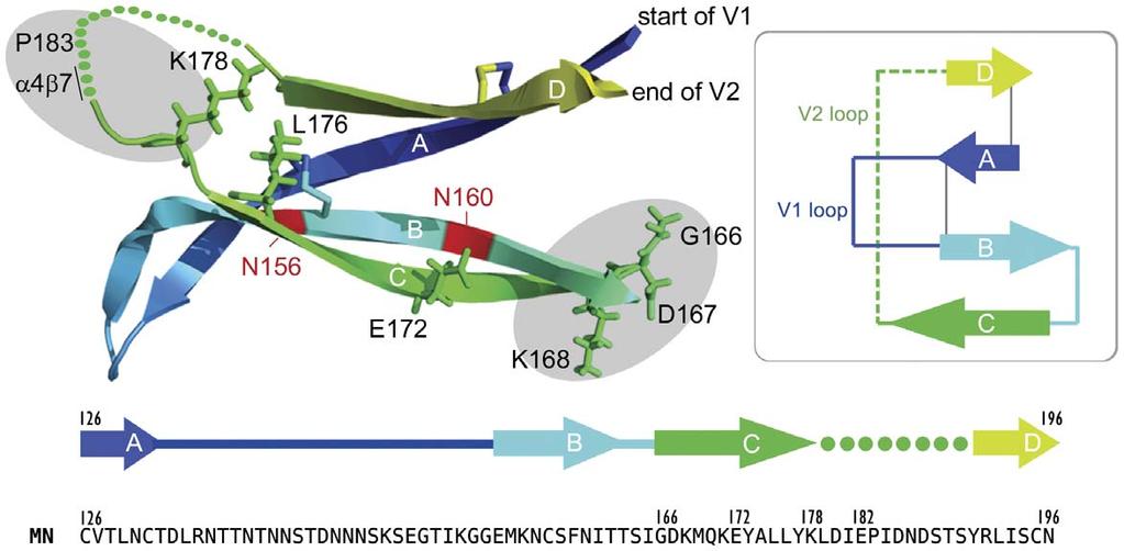 Figure 7. Location of epitopes recognized by monoclonal antibodies to the V2 domain of MN-rgp120. A diagram of the V1/V2 domains of gp120 taken from the 3U4E structure of McLellan et al.
