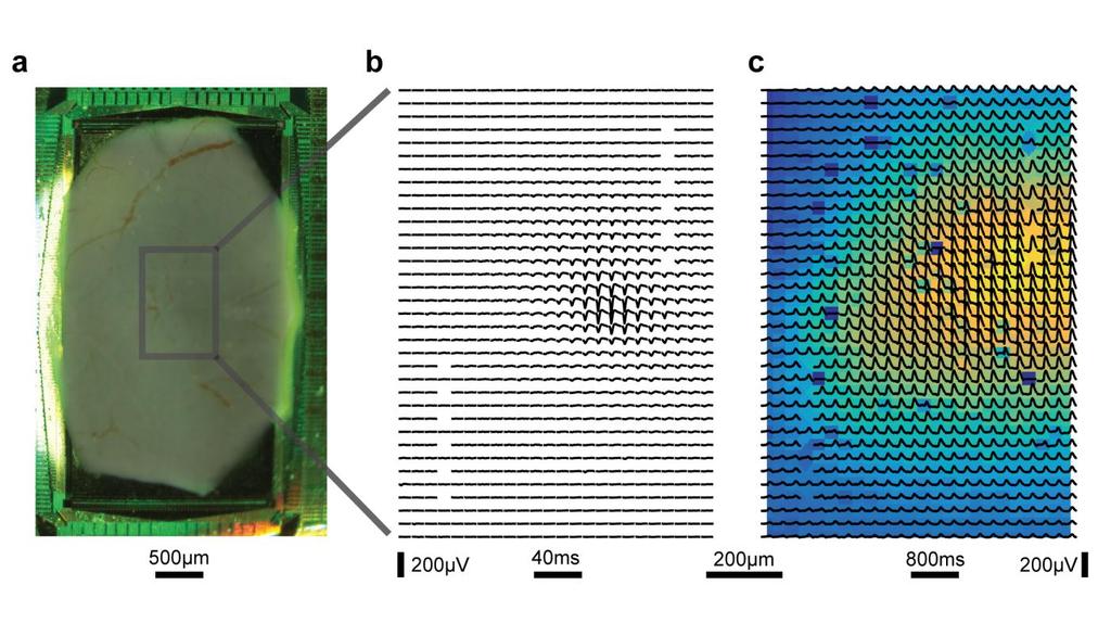 Supplementary Figure 2 Scalability to large, high-density CMOS electrode arrays. a. Bright-field image of a cortical slab on a CMOS electrode array. The large size of the active area (2.1mm x 3.