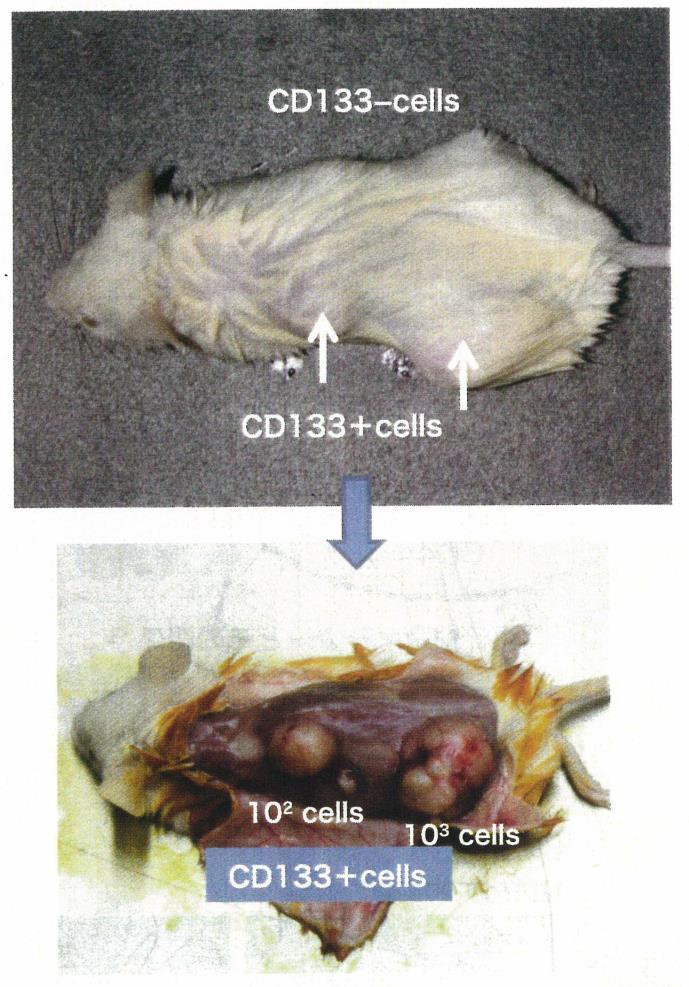 Gated cells (%) Gated cells (%) Gated cells (%) Gated cells (%) S phase a b CD133+ CD133- GEM G -G 1 phase CD133+ CD133- Apoptosis CD133+ CD133- GEM GEM