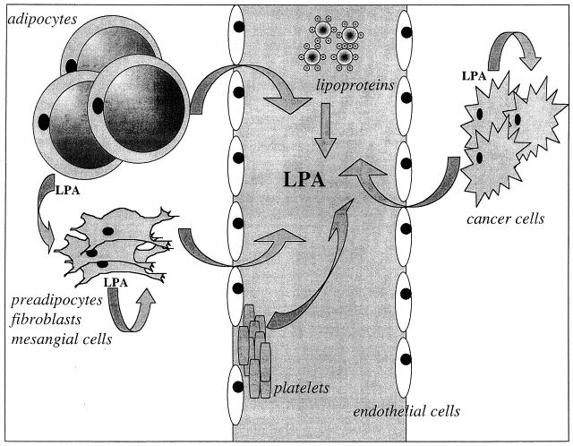 Figure 9 Adipocytes and cancer cells as a source of elevated level of serum LPA (by Pages et al. 2001) 2.