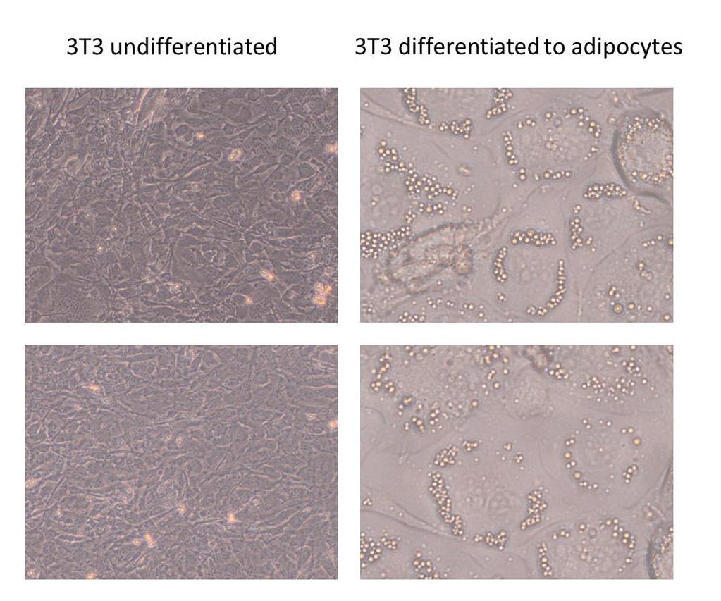 Figure 10-3T3-L1 cells before and after differentiation