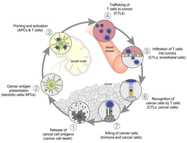 The cancer-immunity cycle DS. Chen and I. Mellman.