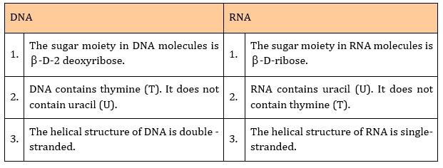 The functional differences between DNA and RNA are