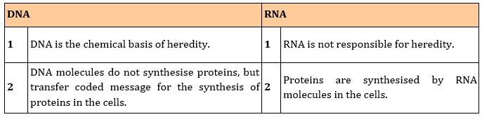 What are the different types of RNA found in the
