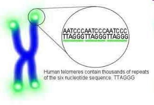 Background TELOMERES: - DNA sequences located at the ends of chromosomes - Prevents loss of genomic information during cell division Shorter telomere length = Cellular aging (senescence) -