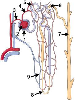 The basic functional and structural unit of the kidney is the nephron, which is a microscopic entity. Each kidney has approximately 1 million nephrons.