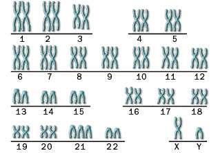Diploid 2 of each type of chromosome