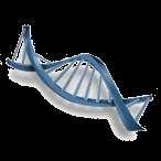 DNA When DNA is being used for daily activities it is