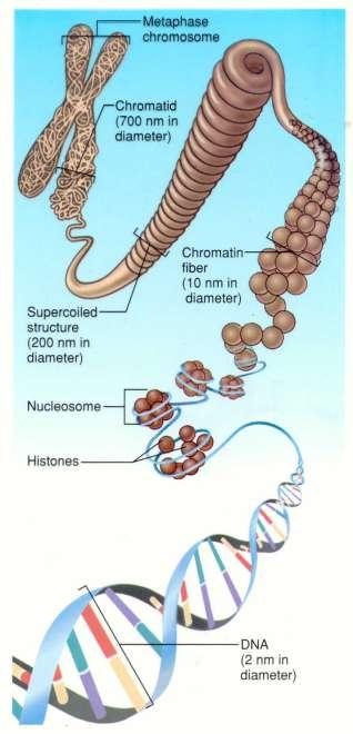 Uncoiled DNA Not visible under microscope Chromatin Proteins that help DNA supercoil Each half of the chromosome