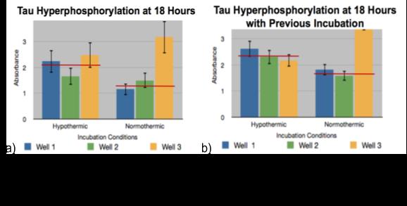 26 The value of hyperphosphorylation at 24 hours was maintained from the results at 18 hours in the hypothermic samples, but the difference between absorbance at each condition was decreased due to