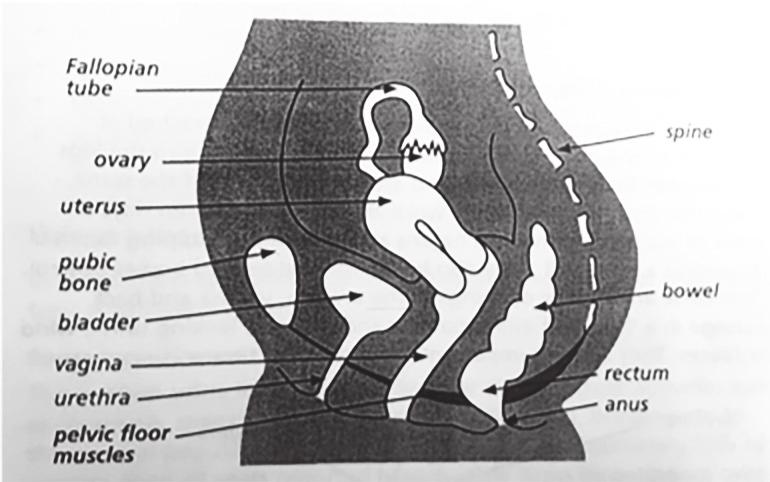Female Anatomy The bladder is a muscular organ which lies behind the pubic bone. It expands to hold during, which is produced by the kidneys and when the bladder empties, it contracts.