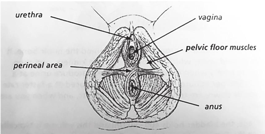 Your Pelvic Floor Muscles The pelvic floor muscles attach from the front of the pelvic to the pubic bone, go between your legs and attach onto the base of your spine.
