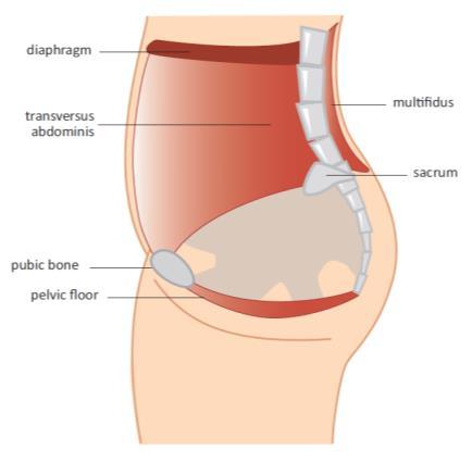 What Is The Pelvic Floor?