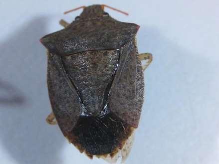 All Identified Stink Bugs