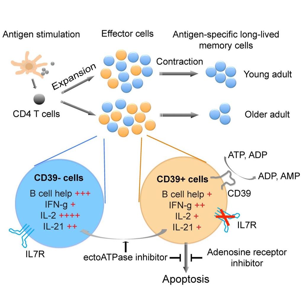 Age-associated increased CD39 expression impairs