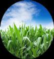 US$47B Dendrimers in Agrochemicals Crop protection market (2012) Phillips McDougall Dendrimers enhance existing agrochemicals and create patentable formulations in at least two ways: Improved