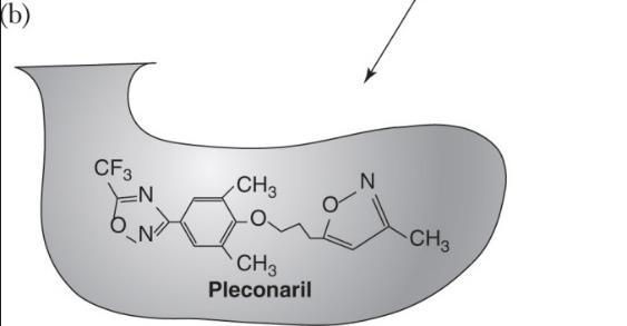 Pleconaril blocks many picornaviruses
