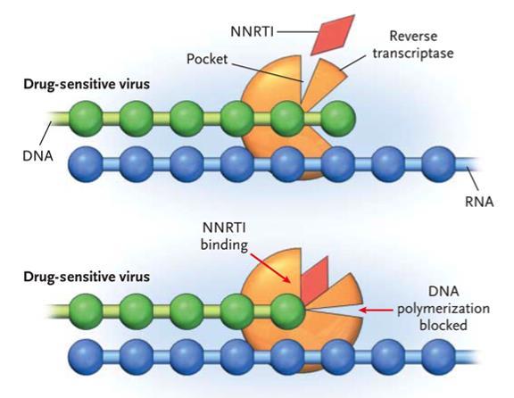 Targets of antiviral drugs Non-nucleoside inhibitors selectively (non-competitively) target viral replication enzymes - Do not require activation through
