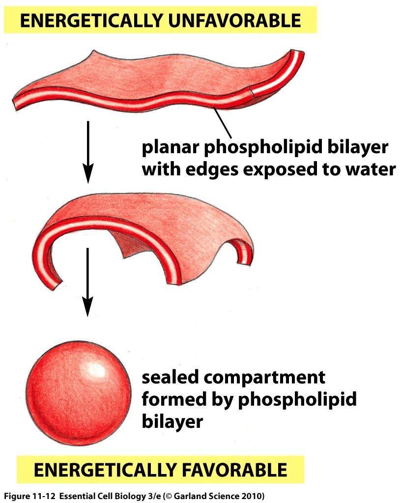Why bilayers make liposomes Shipunov (MSU)