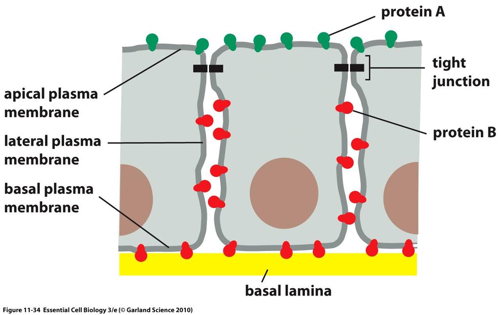Plasma membrane domains Shipunov (MSU)