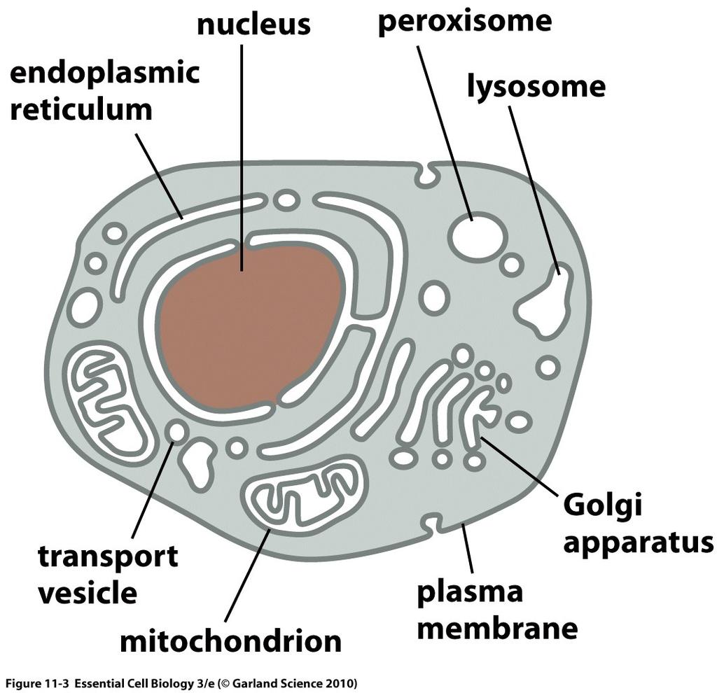 Eukaryote cell compartments Shipunov (MSU)