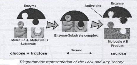 Enzymes Enzymes are organic molecules with a specific structure made from Carbon; oxygen; hydrogen and nitrogen. Some of them contain sulphur They are modified proteins.