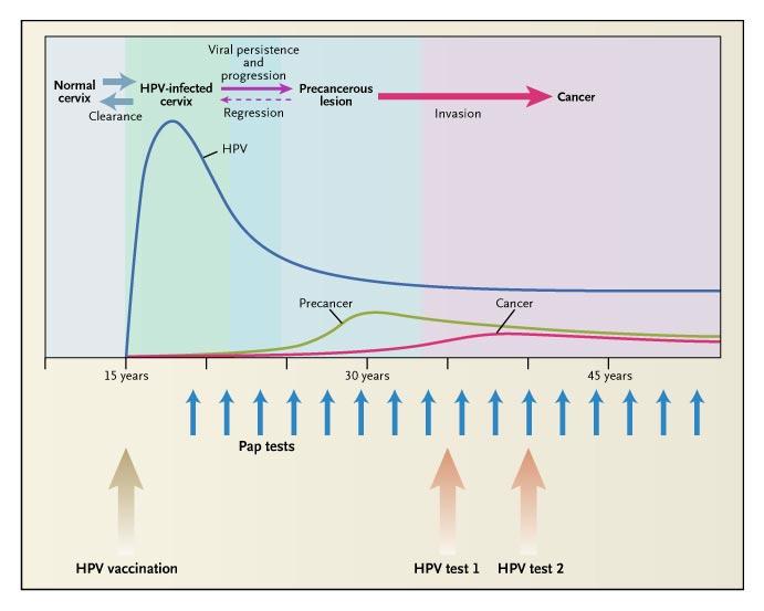 Integration of HPV vaccination and screening Current strategy Proposed strategy Schiffman M, Castle P. New England Journal of Medicine. 2005;353:2101 2104.