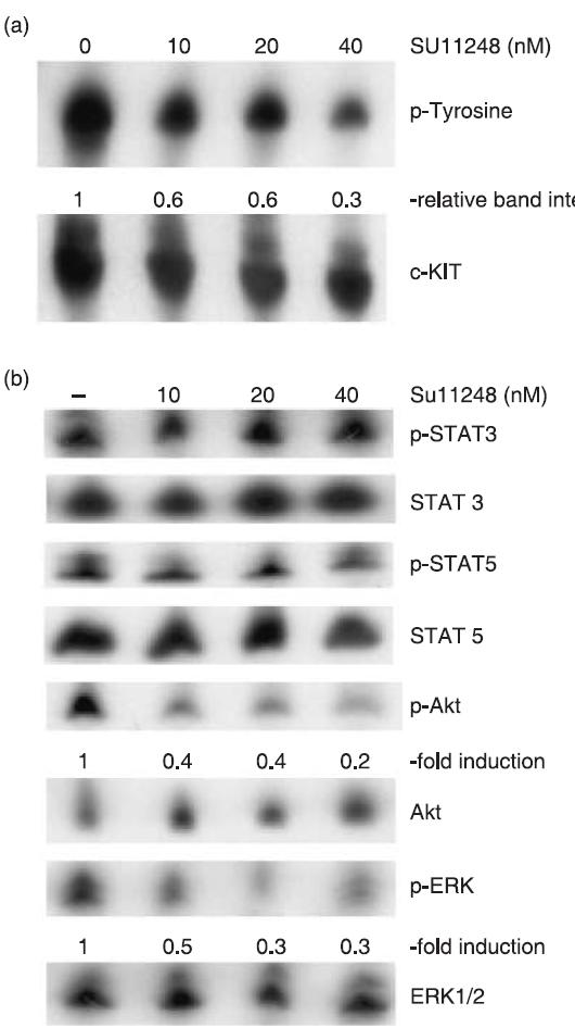 SU11248 inhibits tyrosine phosphorylation of c KIT in GIST T1 cells Effects of SU11248 on downstream effectors of c KIT in