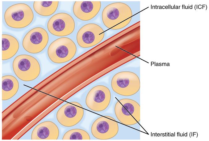 (called plasma) and the interstitial fluid (IF) that surrounds all cells not in the blood ([link]). Fluid Compartments in the Human Body The intracellular fluid (ICF) is the fluid within cells.
