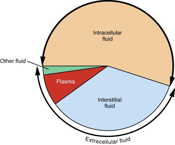 A Pie Graph Showing the Proportion of Total Body Fluid in Each of the Body s Fluid Compartments Most of the water in the body is intracellular fluid.