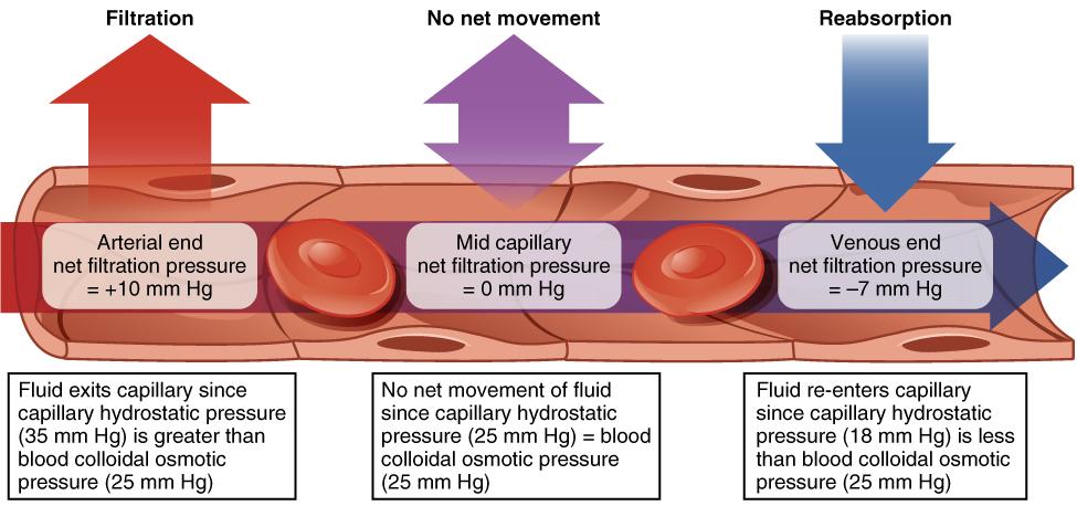 Capillary Exchange Net filtration occurs near the arterial end of the capillary since capillary hydrostatic pressure (CHP) is greater than blood colloidal osmotic pressure (BCOP).