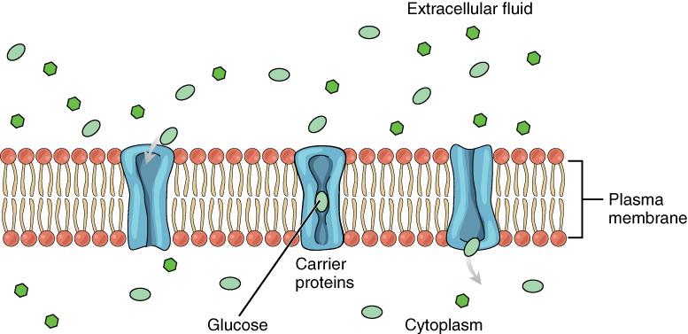 Facilitated Diffusion Glucose molecules use facilitated diffusion to move down a concentration gradient through the carrier protein channels in the membrane.