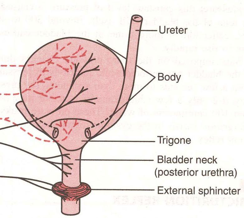 Micturition (Voiding or Urination) Bladder can hold 250-400ml Greater volumes stretch bladder walls initiates micturation reflex: