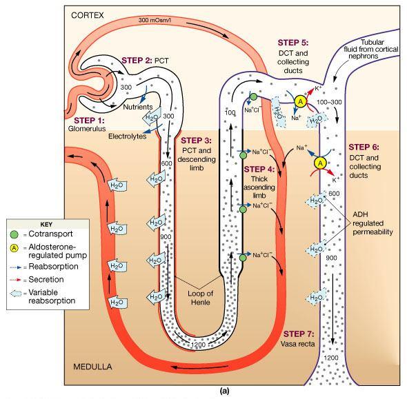 Summary Glomerular filtration