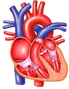 P215 SPRING 2019: CIRCULATORY SYSTEM Chaps 13, 14 & 15: pp 360-390, 395-404, 410-428 433-438, 441-445 I. Major Functions of the Circulatory System 1. 2. 3. 4. II.