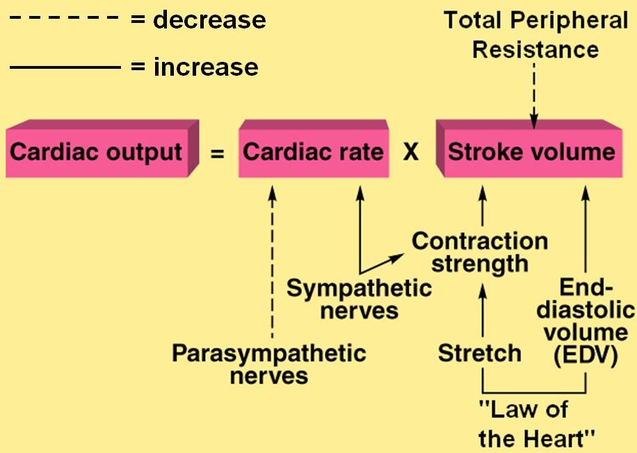 Three related factors determine stroke volume (cont.): 3.