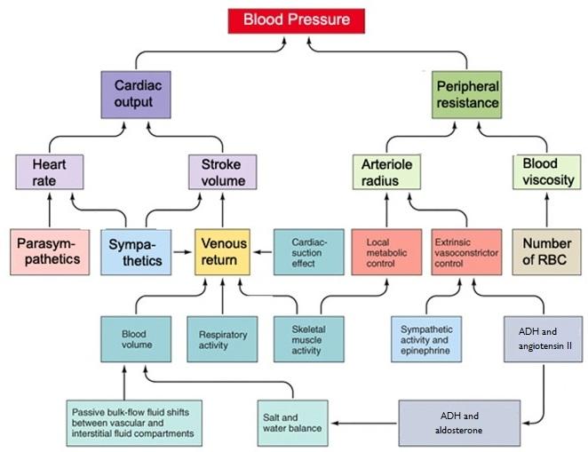XI. BLOOD PRESSURE (cont.