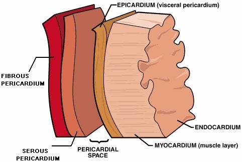 II. Structure of the Heart (cont.) 5. septum 6. fibrous skeleton 7. heart wall The heart wall has four main layers: 1. 2. 3. 4. 8.