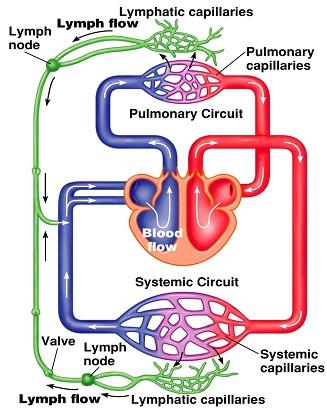 XIV. LYMPHATIC SYSTEM Lymphatic system - lymphatic vessels - lymph nodes - tonsils, spleen, & thymus 3 main functions: 1.