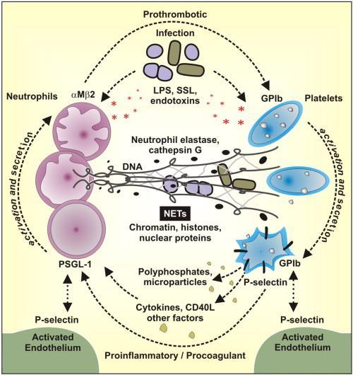 Neutrophil extracellular traps (NETs) and infection-related vascular dysfunction Cross-talk between infectious agents, neutrophils and platelets.