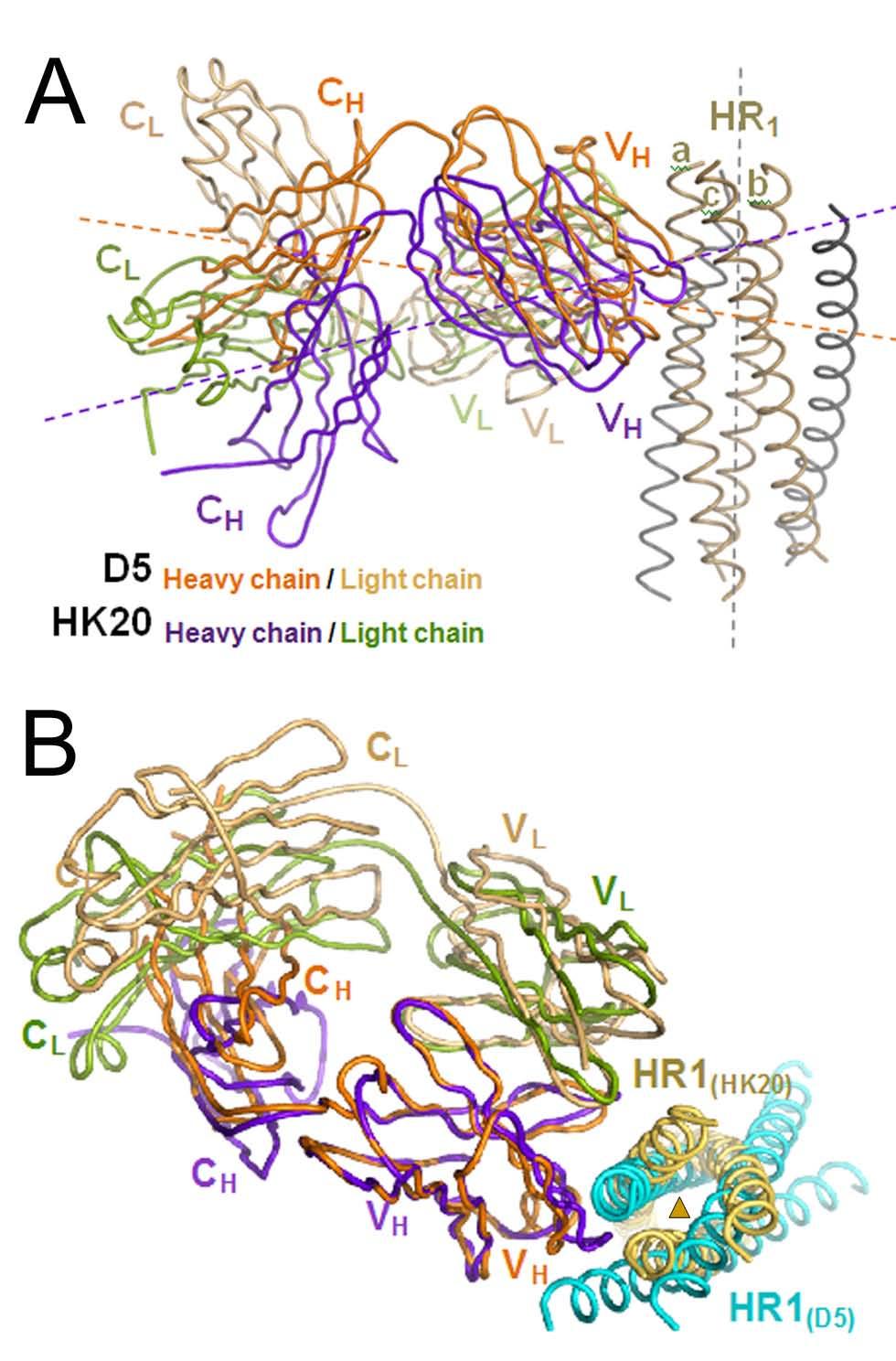 mab D5 targets the same HR1 epitope C alpha overlay of HK20-5Helix and D5-5Helix reveal differences in the approach angle: HK20 binds in a 60 angle to trimer axis D5