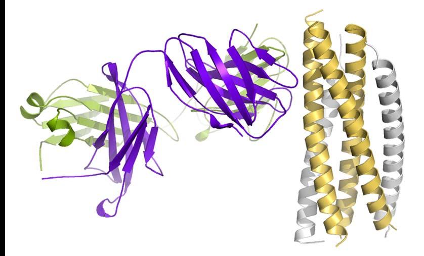 Crystal structure of gp41 in complex with