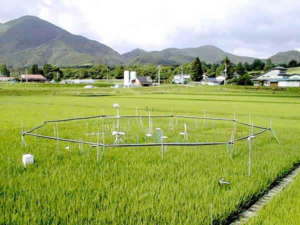 Iron (Fe) % Protein 86Y8 Hokuriku 193 Rice FACE System, Nipponbare Tsukuba Japan _ X = -8.0 + 1.6% CO 2 ; P < 0.001*** CO 2 x cultivar; P = 0.